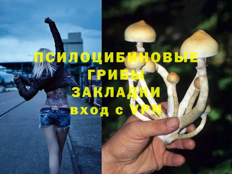 MEGA маркетплейс  Оса  Псилоцибиновые грибы Psilocybine cubensis 